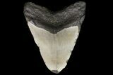 Bargain, Megalodon Tooth - North Carolina #83951-1